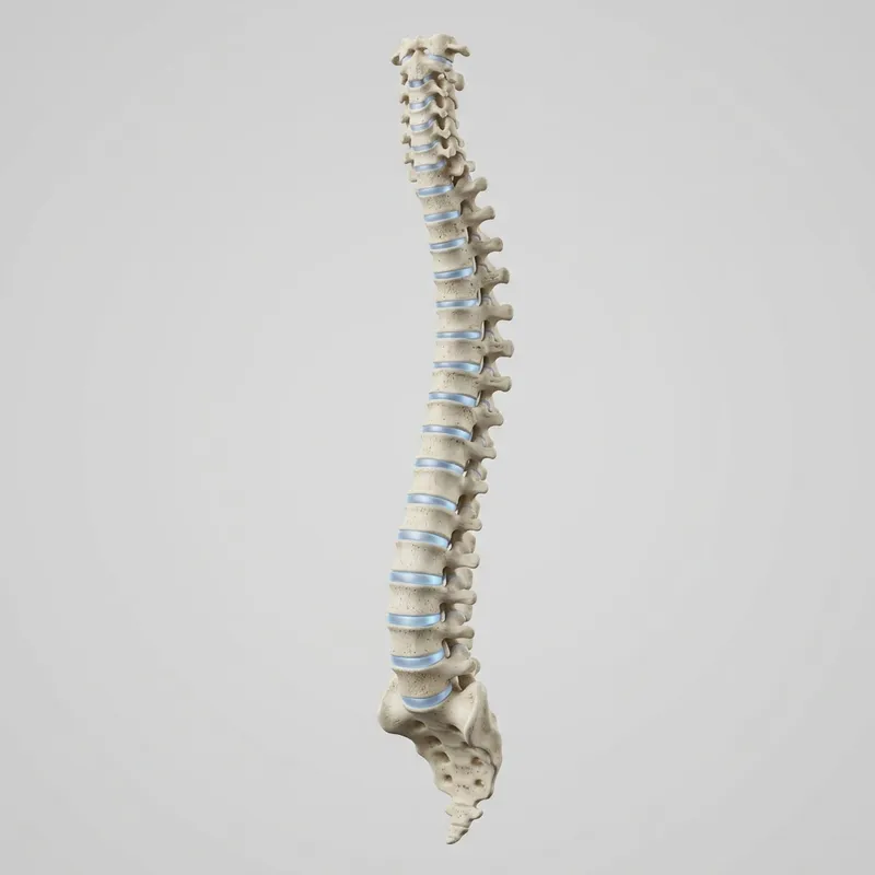 Especialidad de Columna - Kinesiología en La Reina